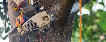 How Our Tree Care Process Works  in  Georgetown, KY