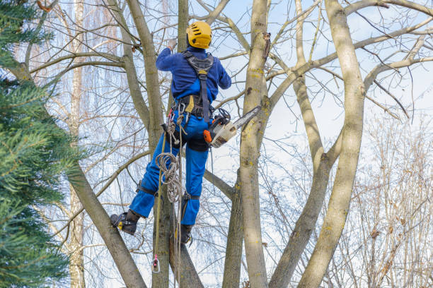 Mulching Services in Georgetown, KY